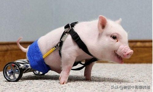 小猪细菌性拉稀和病毒性拉稀区分,小猪拉稀怎么治疗好得快