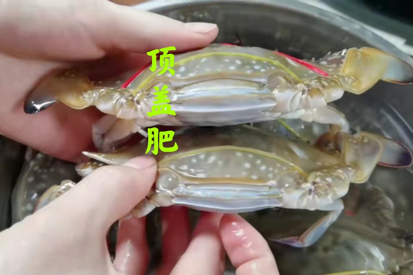 怎么挑选螃蟹肥不肥,怎样挑选螃蟹的肥度