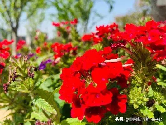 当护士节邂逅母亲节,母亲节遇上护士节视频