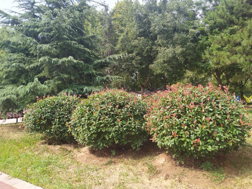 东环公园冬季图片,东环公园景点的介绍