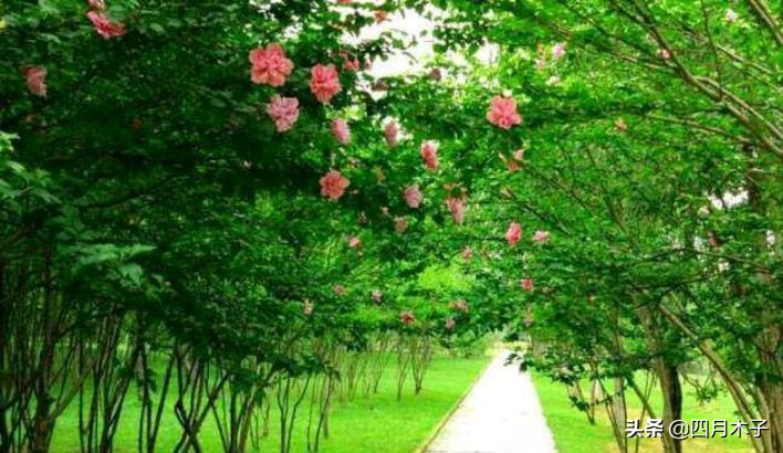 简短点赞率最高的句子,点赞最多感恩简短走心的句子