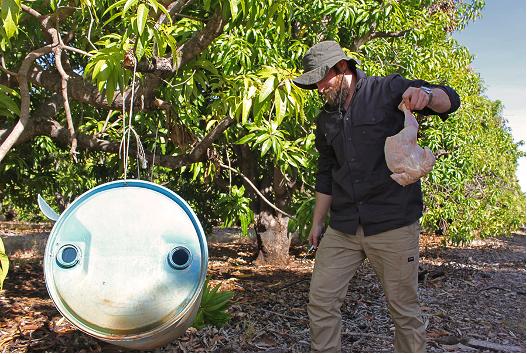 没人爱的苍蝇，原来是益虫欲媲美蜜蜂？