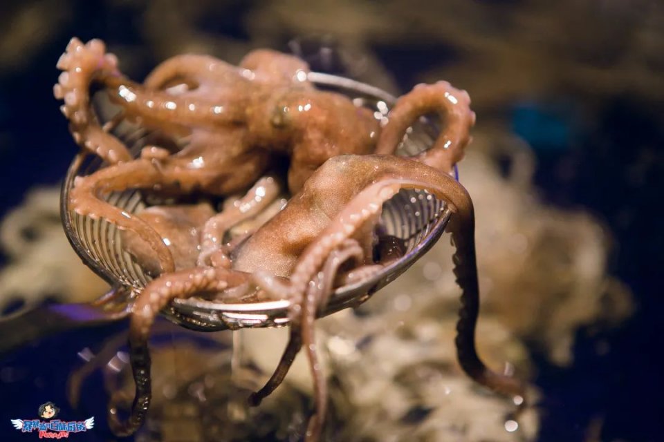 爽到爆的美食,爽到爆吃海鲜