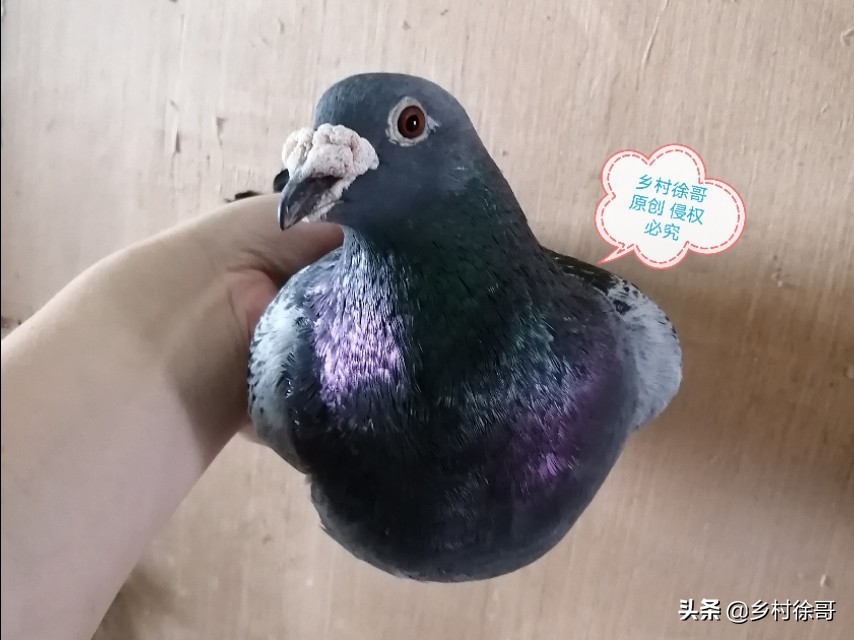 买的成年信鸽怎么开家,信鸽开家后怎么训练