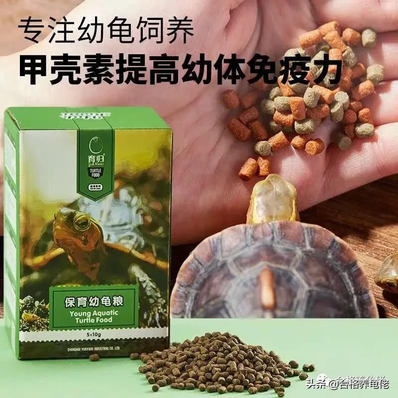 关于养龟少有人知道的8件事？