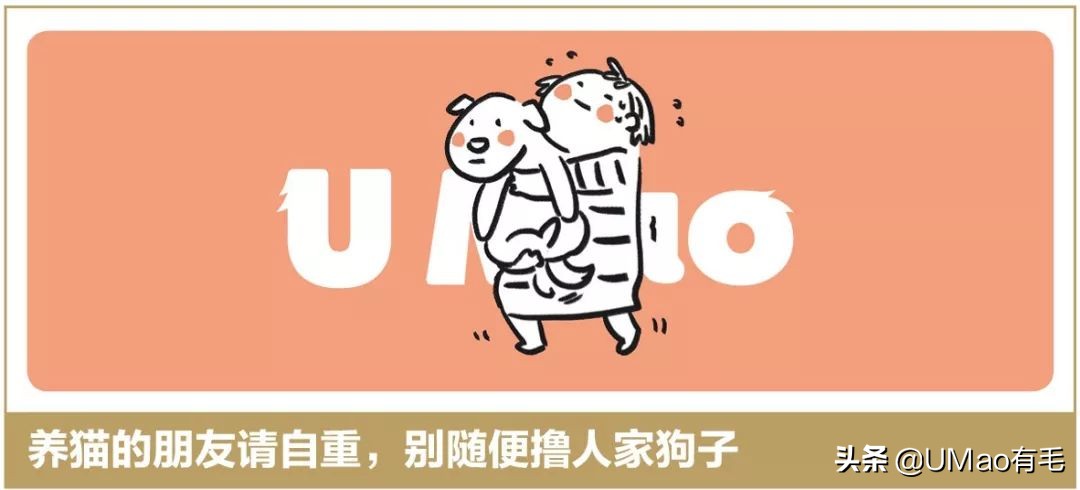 我们败了两款新型“猫*品毒**”孝敬主子，你猜哪种比较受猫欢迎？