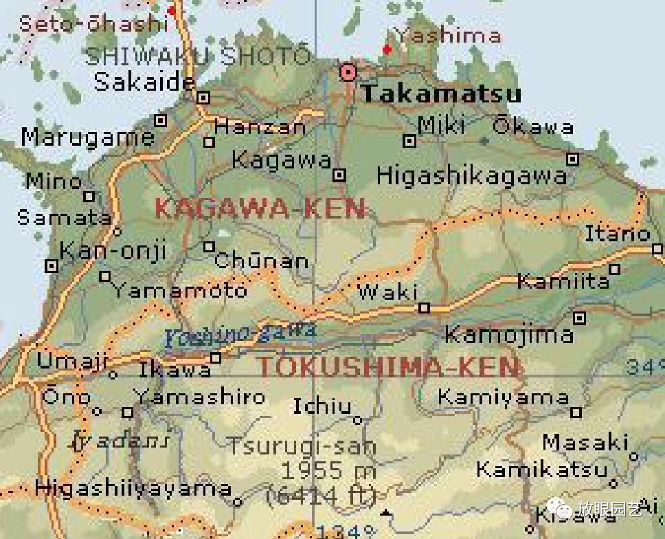 日本真柏古树,日本大师级名贵盆景真柏