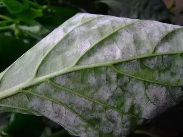 白芨病害及防治,白粉病发病规律防治措施