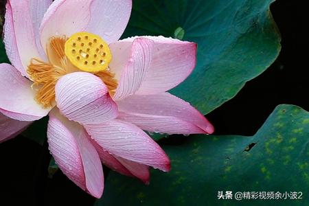 盆栽荷花叶子立不起来,盆栽养殖荷花叶子趴在水面怎么办