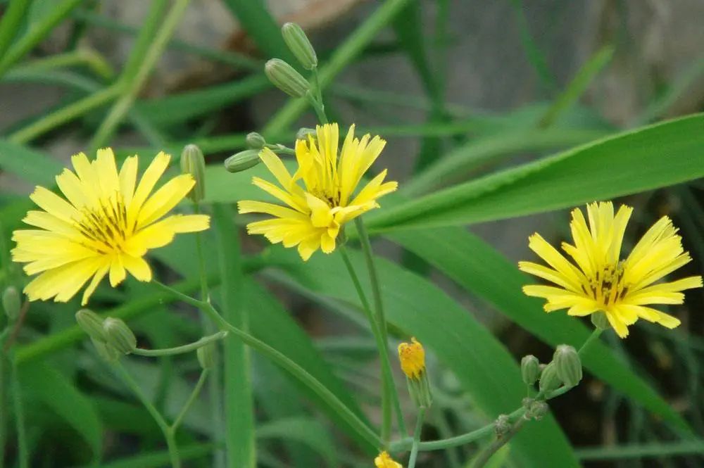 春日小野菜*戏调**指南