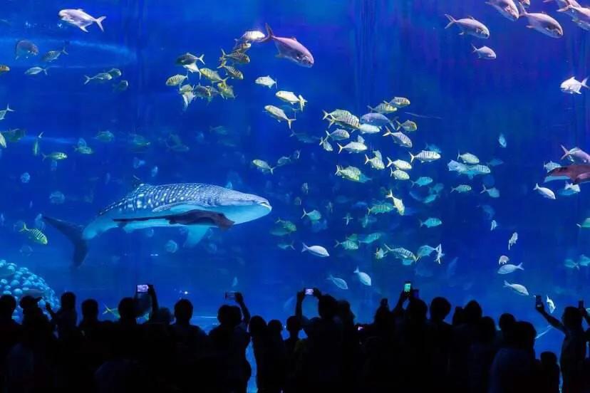 珠海长隆海洋王国美的像童话世界,珠海长隆海洋王国体验游玩