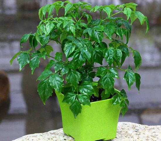 幸福树烂根补救方法,幸福树烂根了怎么补救