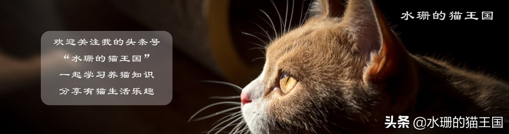 猫咪不爱吃饭怎么办吃什么,怎么改善猫咪食欲差不爱吃饭