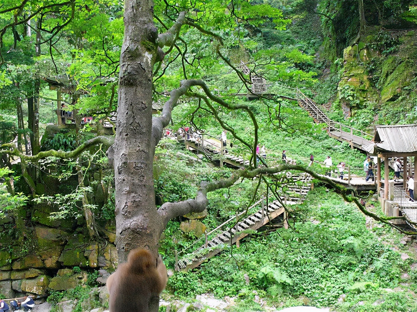 峨眉山防猴方法,峨眉山怎么防御猴子