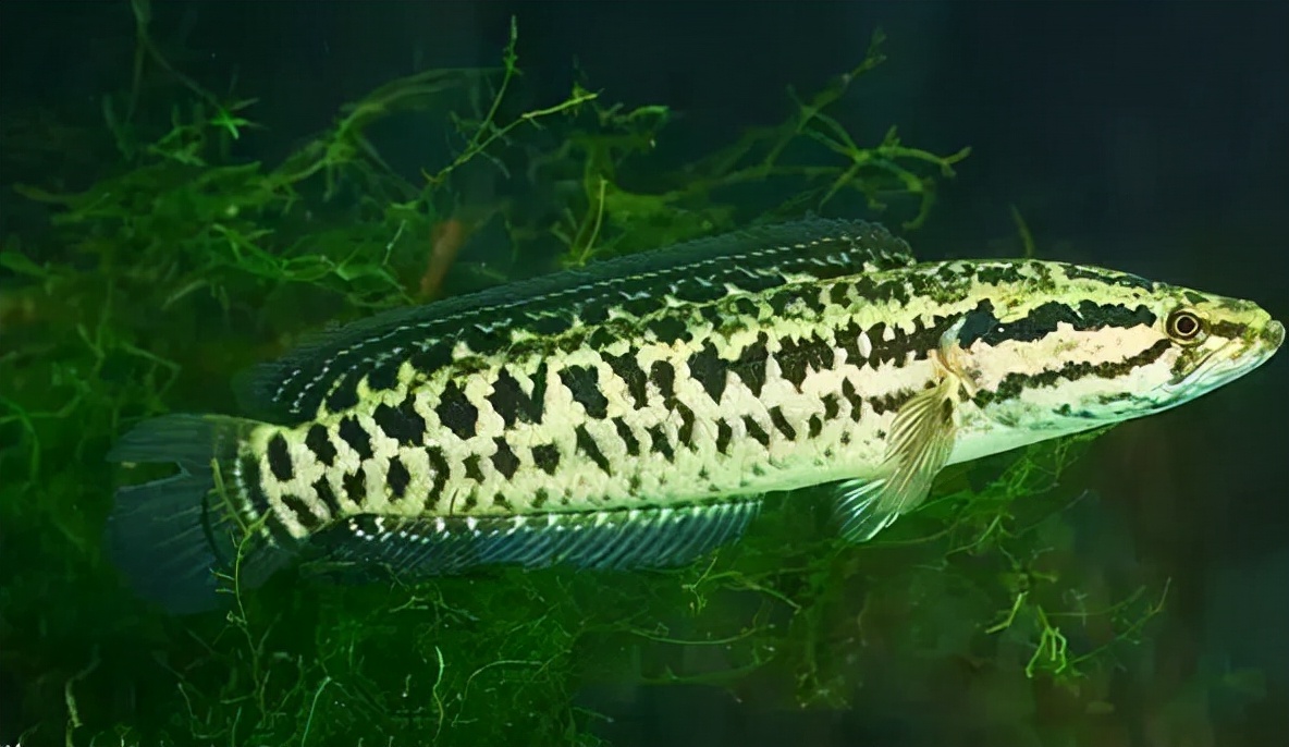 跟黑鱼一样淡水鱼品种大全,淡水鱼乌鳢鱼图片