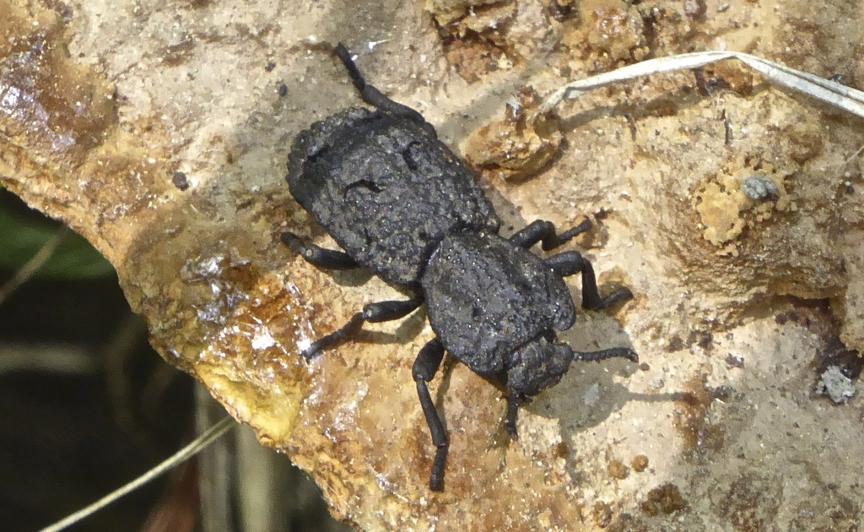 这种小虫凭借“头铁”登上《自然》，汽车都压不死它