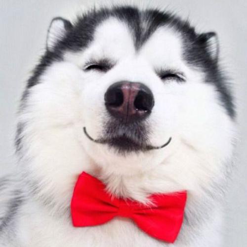 狗狗不吃狗粮怎么吃才能营养均衡,狗狗幼犬主要吃狗粮会缺少营养吗