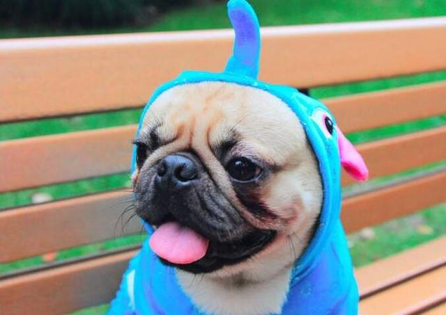 巴哥养公的好还是母的好,巴哥为什么会护食