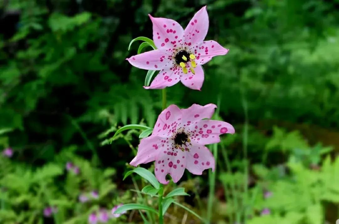 芳踪难觅濒危花！清新治愈篇：沙漠高原是吾家，豹子花的春天来了