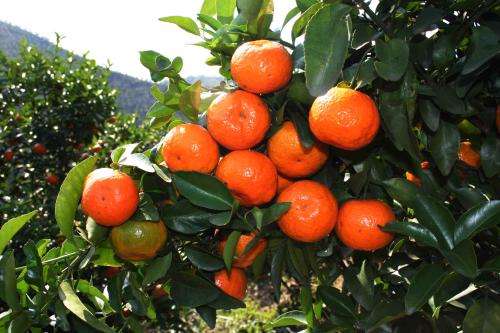 柑橘疯狂扩种下，想卖3块？5块？由你定！——果农如何卖好果