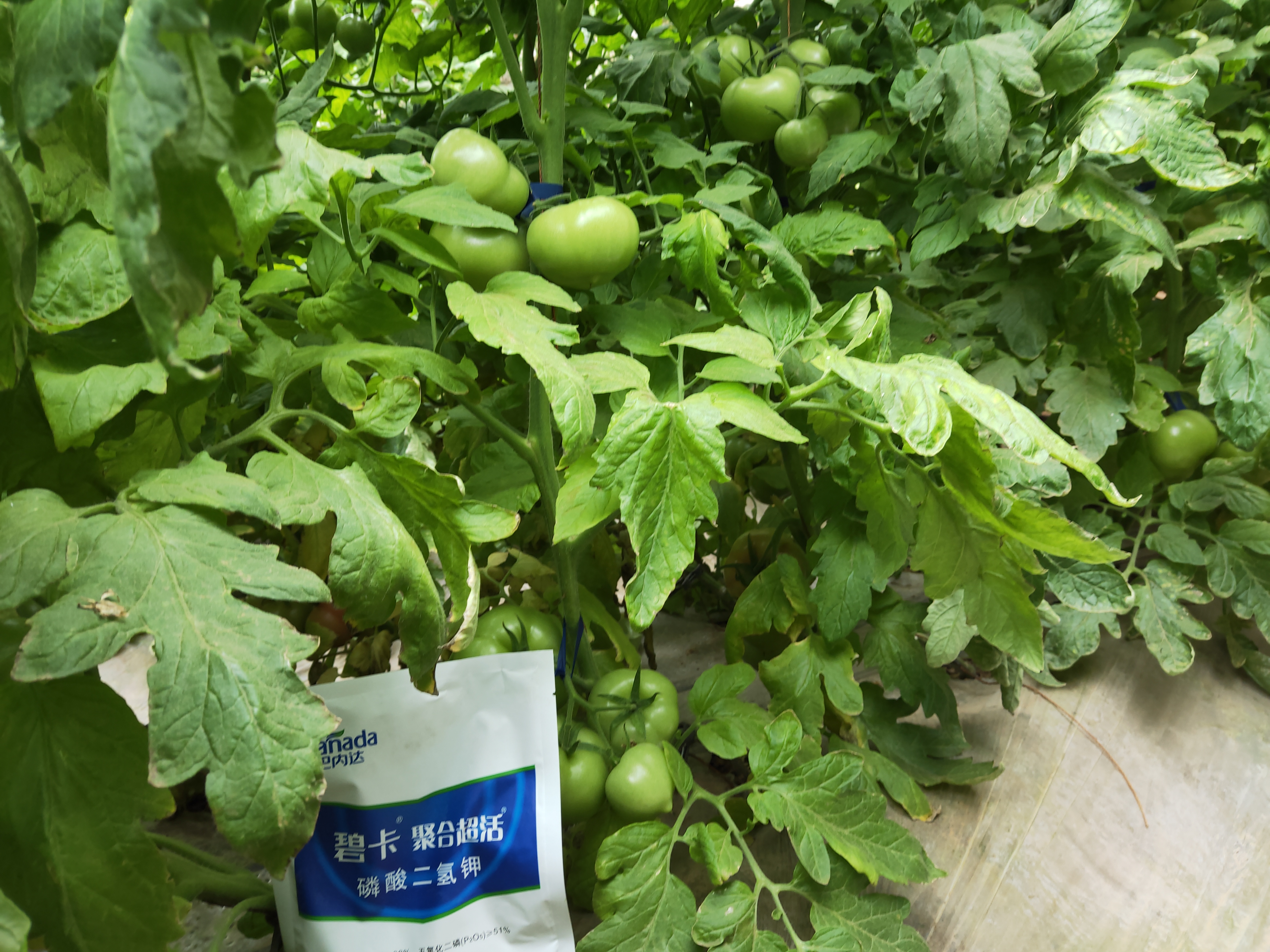 买到假货磷酸二氢钾怎样举报,磷酸二氢钾假货是肥效不够吗