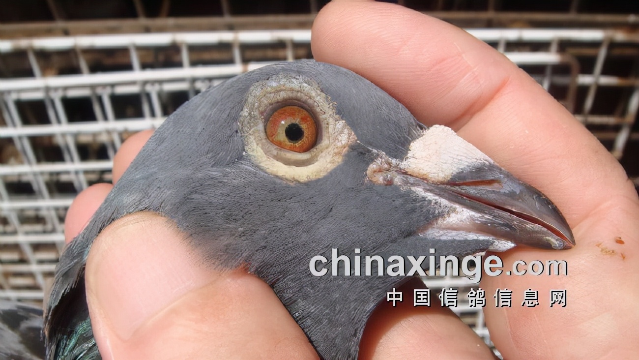 上海七旬老将的光耀：超远程结硕果公棚斩佳绩