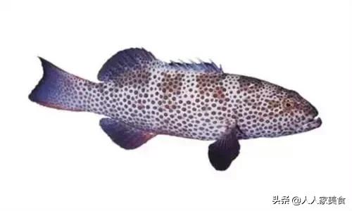 最好的十种石斑鱼,最漂亮的几种石斑鱼