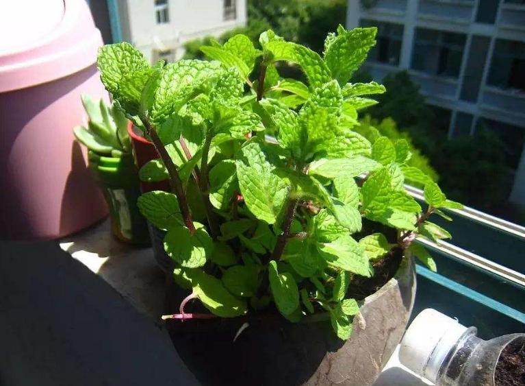 薄荷扦插生根最快方法,薄荷的正确扦插方法图