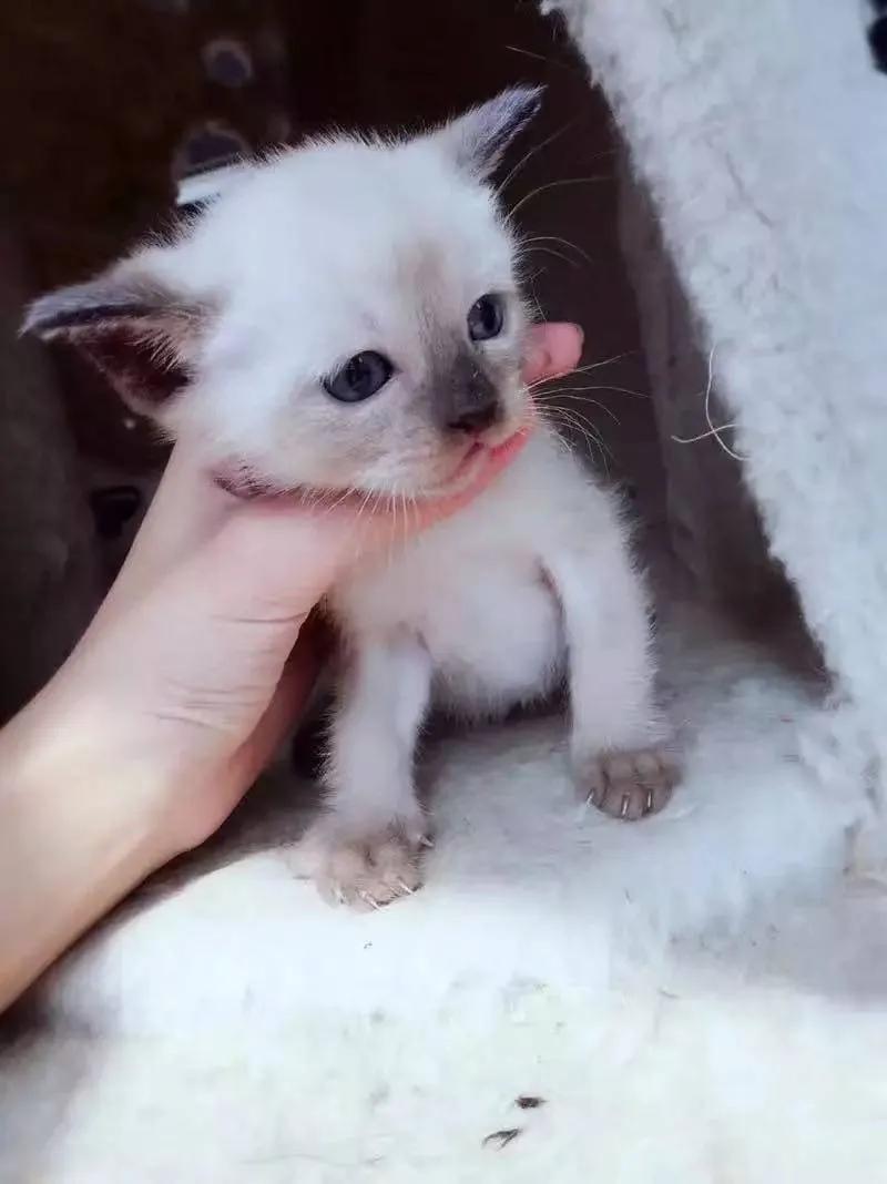 暹罗糊了是不是就不会白回来了,怎么看暹罗长大不会糊