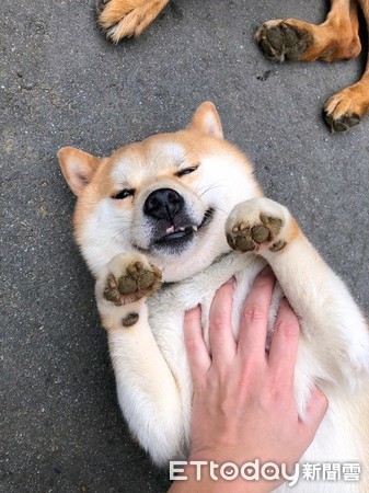 柴被念完突消失！　爸找半天发现它塞鱼缸自关禁闭笑翻