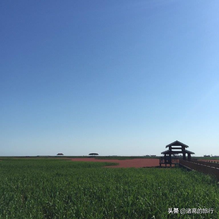 盘锦红色海滩美景,这个秋天一定要去海边看看