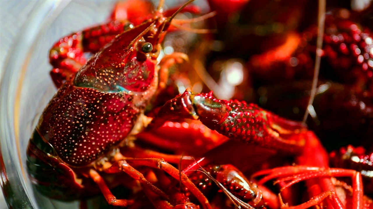 正宗潜江油焖小龙虾的做法,油焖小龙虾用什么油不会油腻