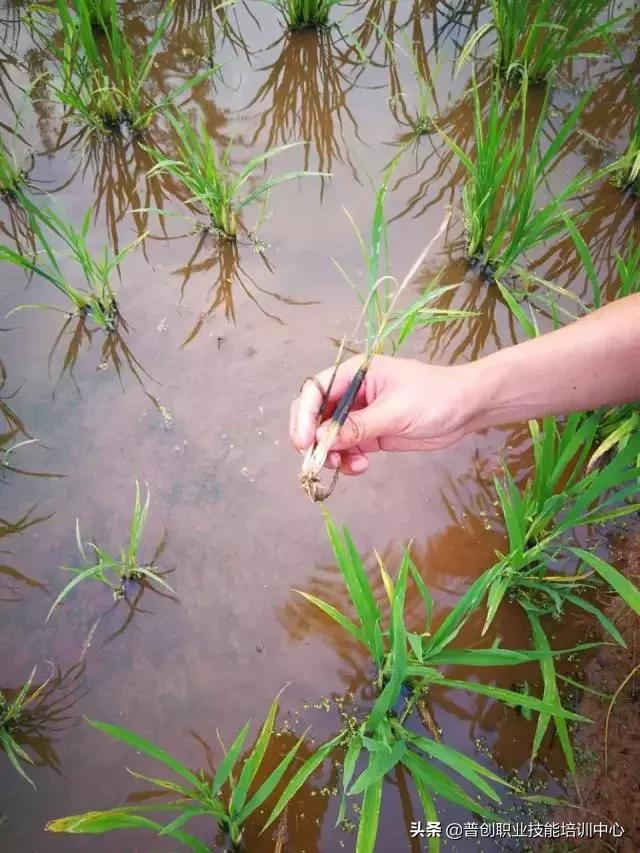 水稻黄叶打什么药最好,水稻怎么防止黄叶