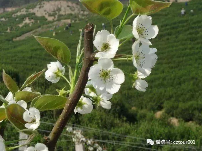 常州周末适合去哪里踏青,清明农庄亲子游攻略
