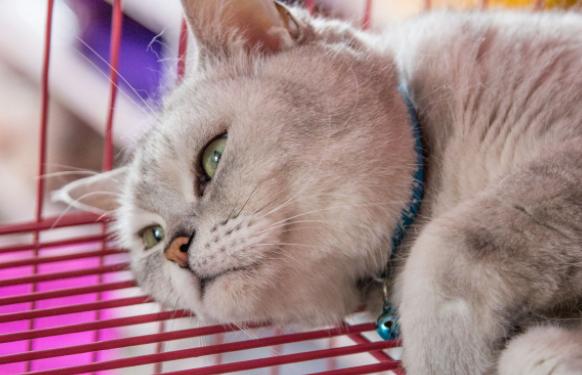 怎样买到纯血统美短,买纯种英短