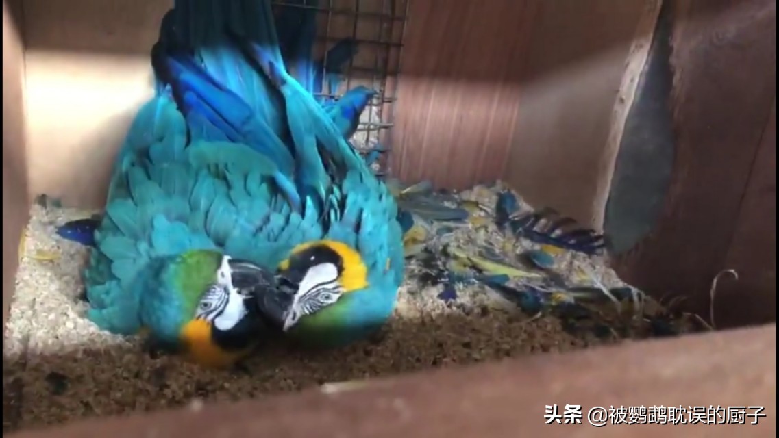 鹦鹉翅膀底下掉毛,我家鹦鹉下蛋了怎么办