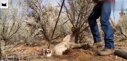好心人救助小动物视频,猞猁被救助