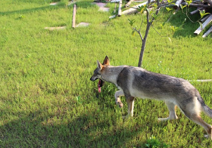 主人听见狗叫后推窗,却看见院中竟有两匹狼,报警后才知其身份