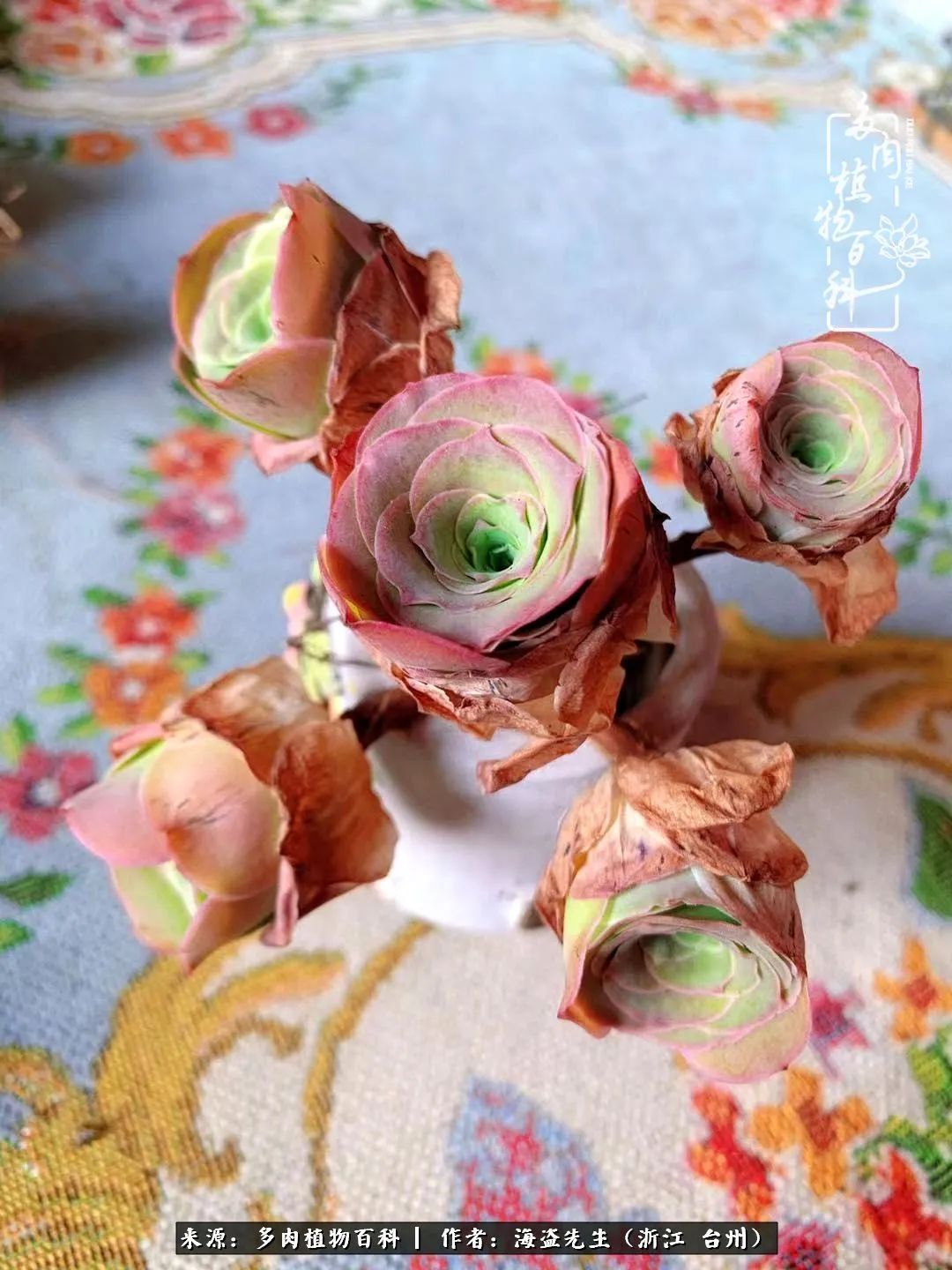 山地玫瑰养护顺口溜,山地玫瑰的养护种植注意事项视频