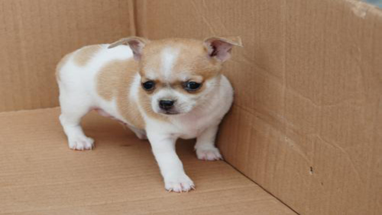 吉娃娃固定神器,吉娃娃正确玩法视频