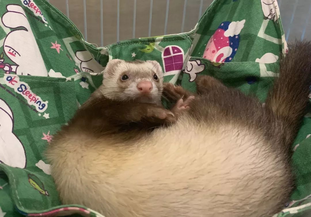 一只鸭子一万五元,一只鸭子一万多