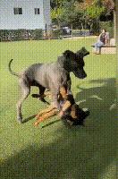 小狗未拴绳遭大狗撕咬罗威纳,女童被大狗撕咬事件后续罗威纳