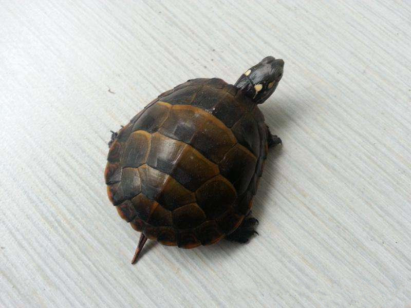 巴西龟的兄弟,巴西龟的辨认方法