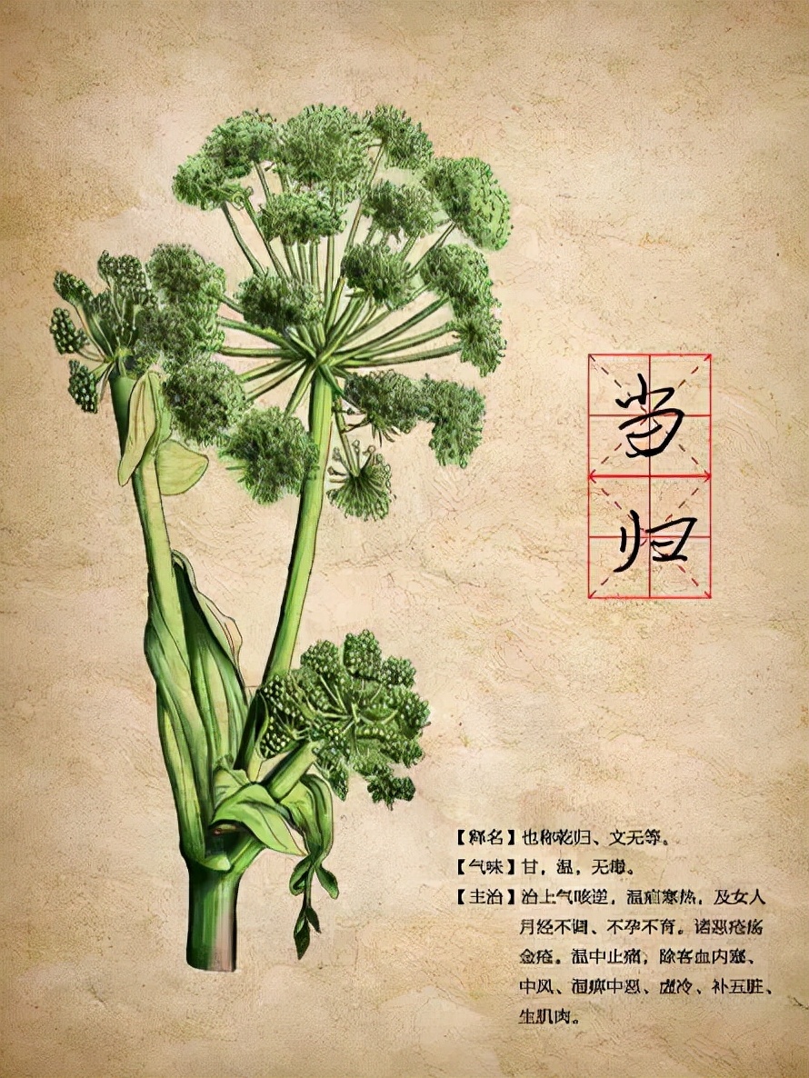 姜、黄连、丁香、玉簪、芍药、天门冬、紫花地丁……26种本草的前世今生