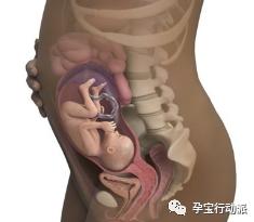 孕期周刊  第二十七周