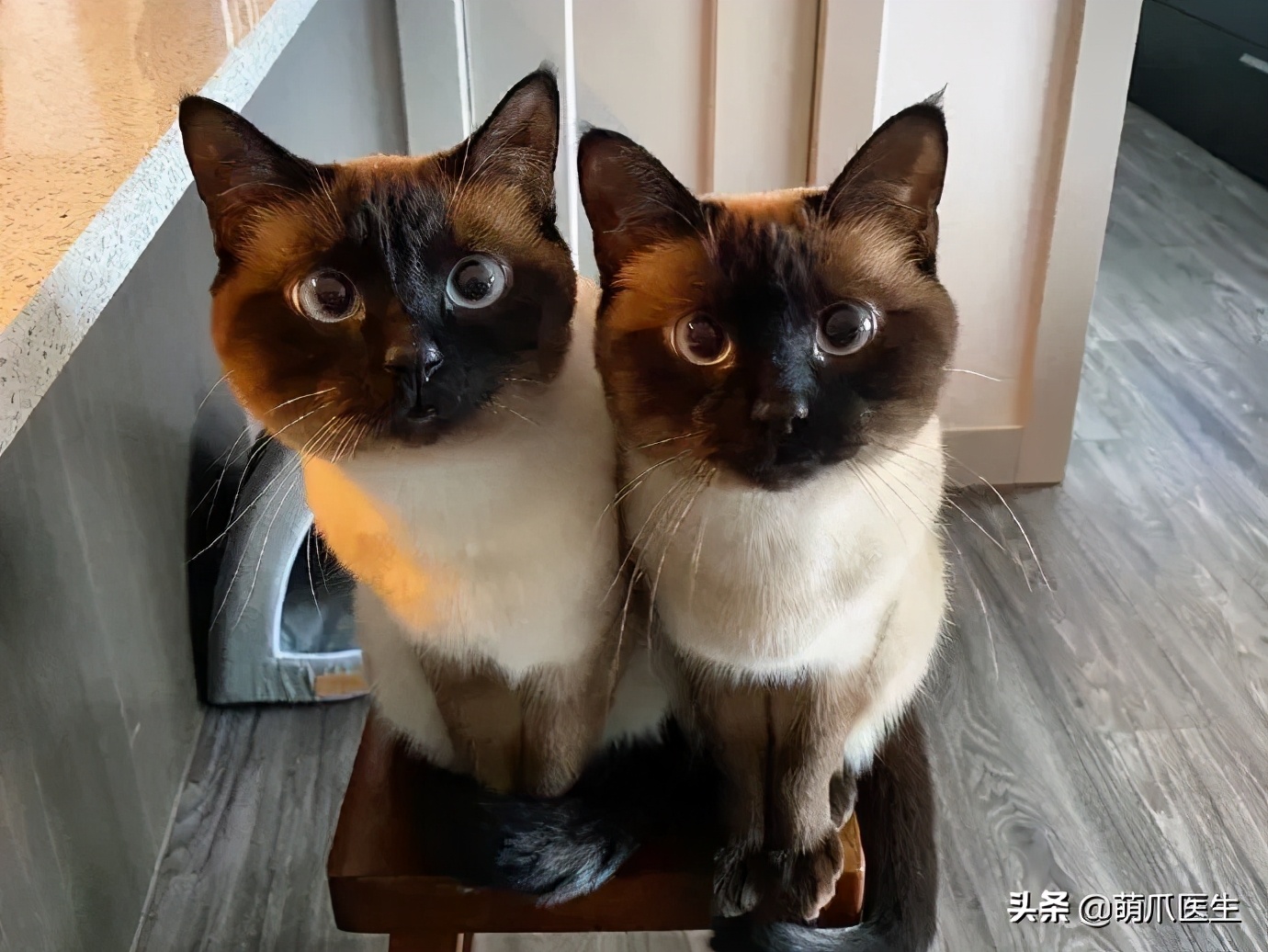 猫咪长大后还认得出兄弟姐妹吗,猫咪长大还记得自己的同胞兄弟吗