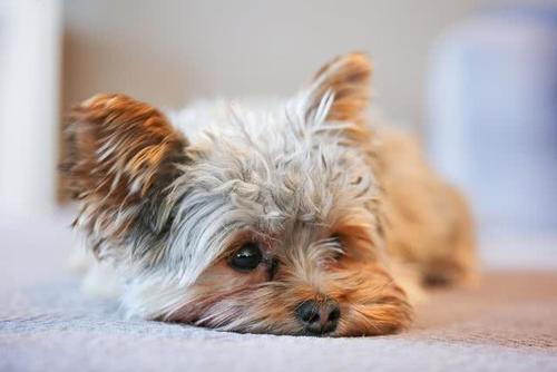 狗狗太黏人了,狗狗太粘人对它凶一点会好吗