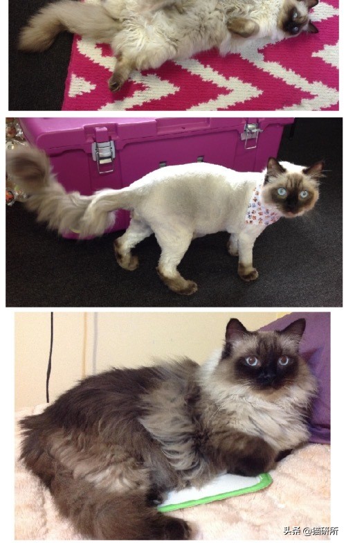 我家猫为什么莫名其妙的死了,我家猫为何越来越瘦