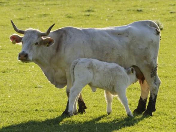 母牛屡配不孕的原因及解决方案,母牛配不上种怎么治疗