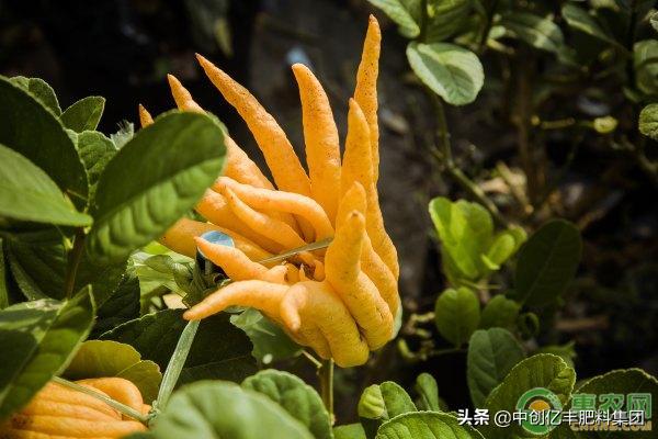 佛手莲盆栽的养殖方法,盆栽佛手怎样管理怎么施肥